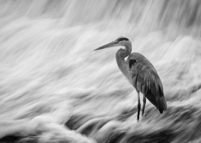 307968752320567586 - Great Blue Heron ver 2 Print